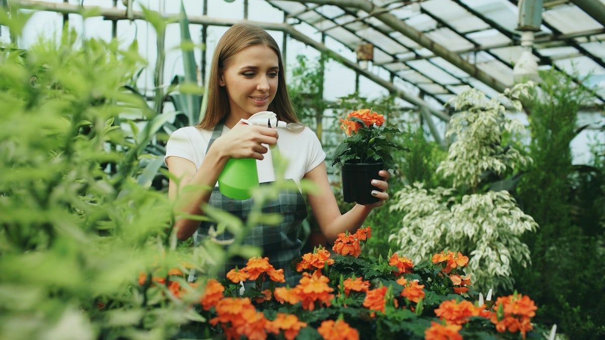 Attractive woman gardener in apron watering plants and flowers with garden sprayer in the greenhouse